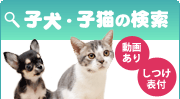 ペットショップ ジョーカーの子犬・子猫 検索