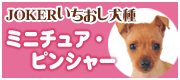 ミニチュアピンシャー