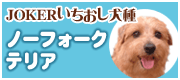 ノーフォークテリア