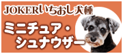 ミニチュア・シュナウザー