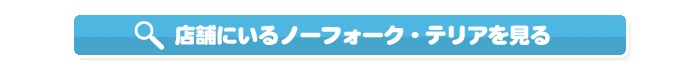 店舗にいるノーフォークテリアを見る