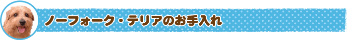 ノーフォーク・テリアのお手入れ