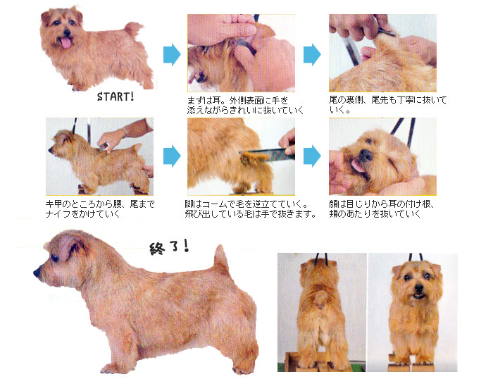 お手入れ手順