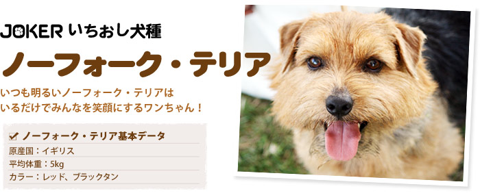 いちおし犬種ノーフォーク・テリア