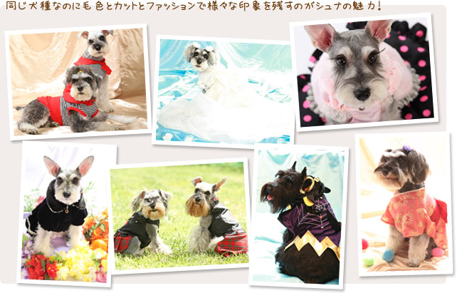 ファッション