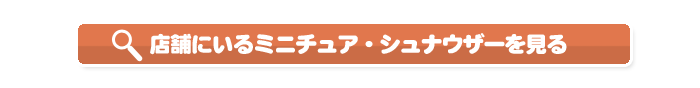店舗にいるミニチュアシュナウザーを見る