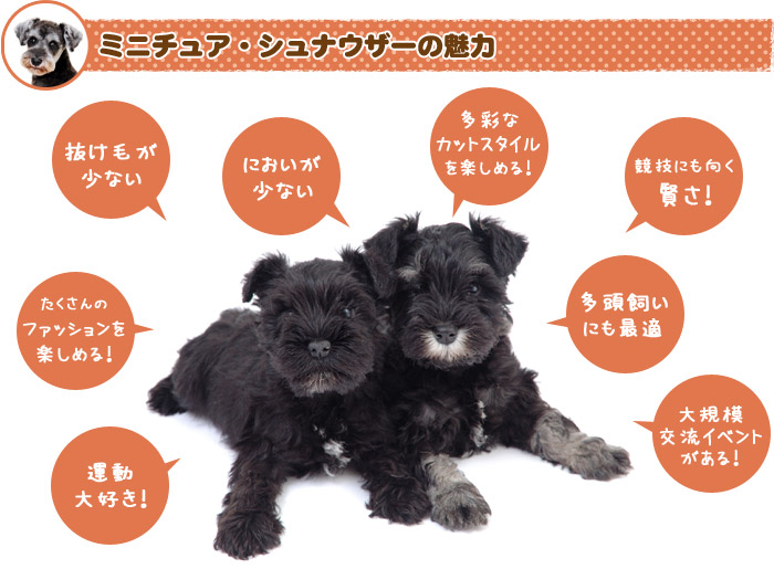 ミニチュアシュナウザーの魅力