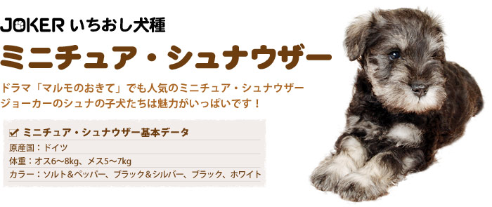 いちおし犬種ミニチュアシュナウザー