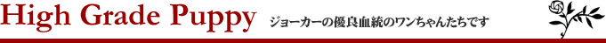 ハイグレードパピー