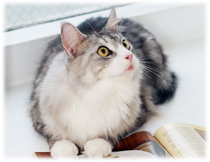 猫