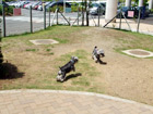 Mini Dog Run