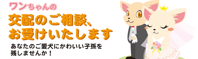ワンちゃんの交配のご相談お受けいたします