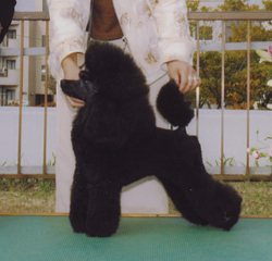 ナイル