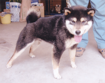 青龍号