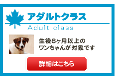 アダルトクラス