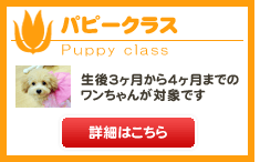 パピークラス
