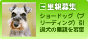 フォスターペアレント(里親)募集