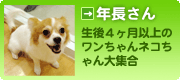 年長さん
