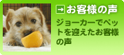 voice