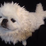 ちゃちゃまるちゃん ちゃちゃまるちゃん