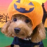 かのんちゃん かのんちゃん