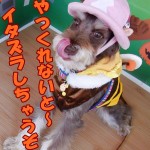 むぎちゃん むぎちゃん