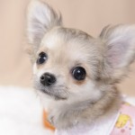 田中様 ポプリちゃん 田中様 ポプリちゃん