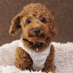 上田様 ココアちゃん 上田様 ココアちゃん