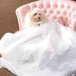 杉内様 COCOちゃん 杉内様 COCOちゃん
