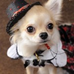 杉内様 kellyちゃん 杉内様 kellyちゃん
