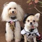 杉内様 COCOちゃん、kellyちゃん 杉内様 COCOちゃん、kellyちゃん