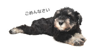 ごめんなさい