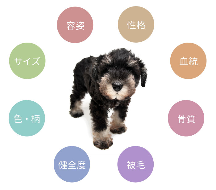 ドッグラン