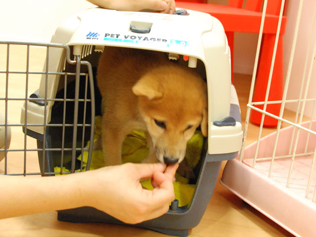 クレート慣れ