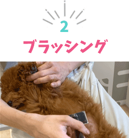 ブラッシング