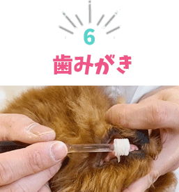 はみがき