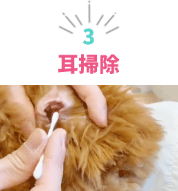 耳掃除