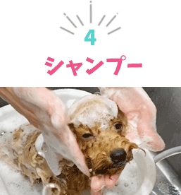 シャンプー