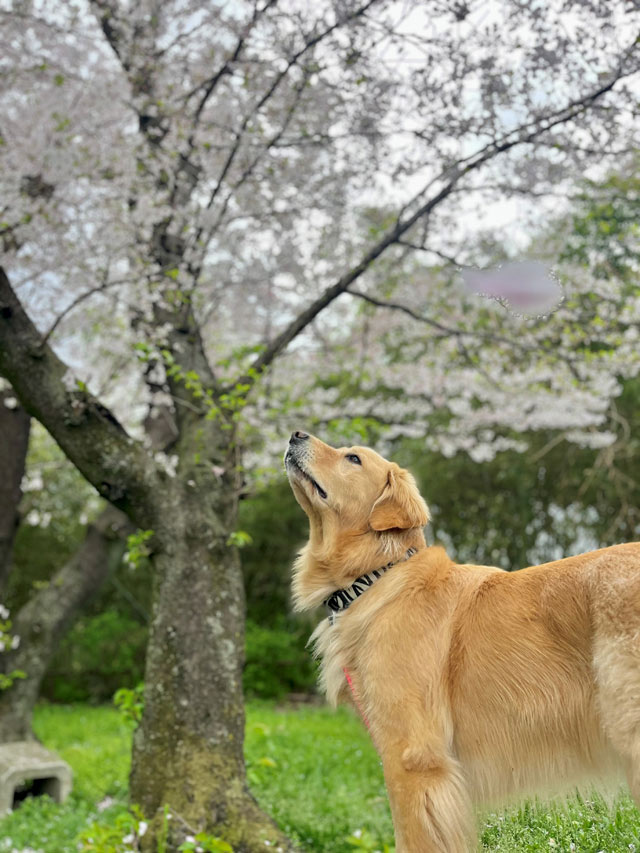 アイビーちゃん