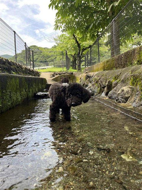 あんずちゃん