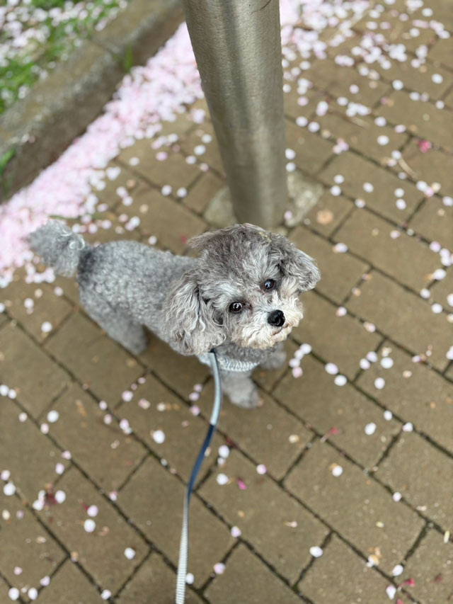 アシュリちゃん