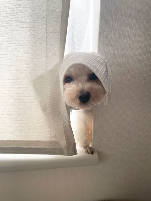 ベアンちゃん