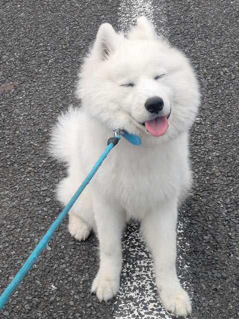 大福ちゃん