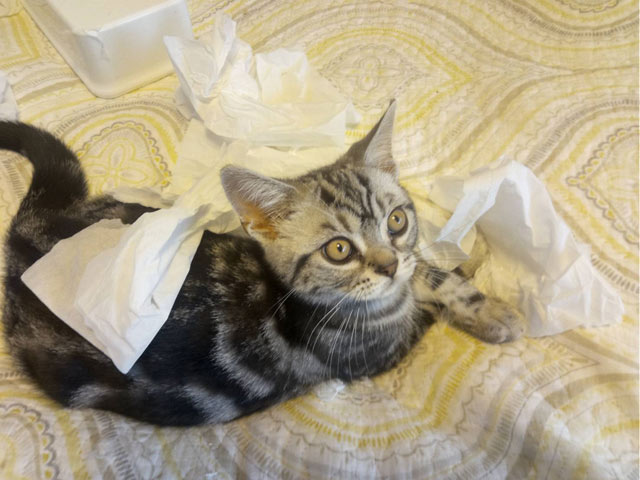 hauちゃん