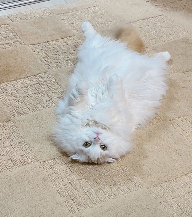 ひなちゃん