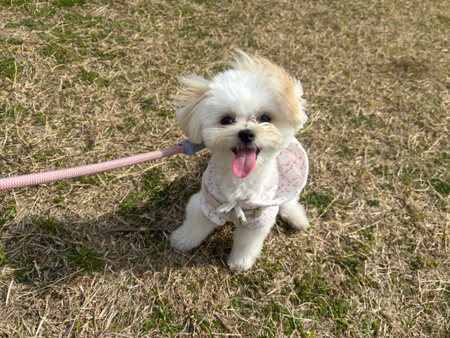 くるみちゃん