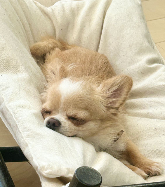 ふうちゃん