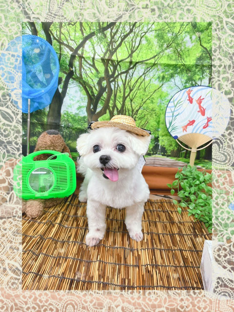 ココちゃん