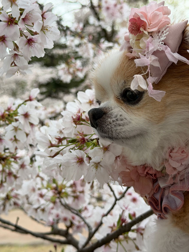 メルちゃん