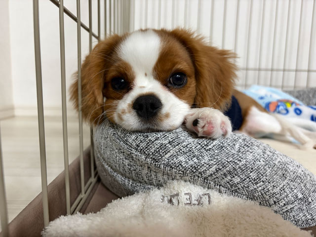 みいちゃん